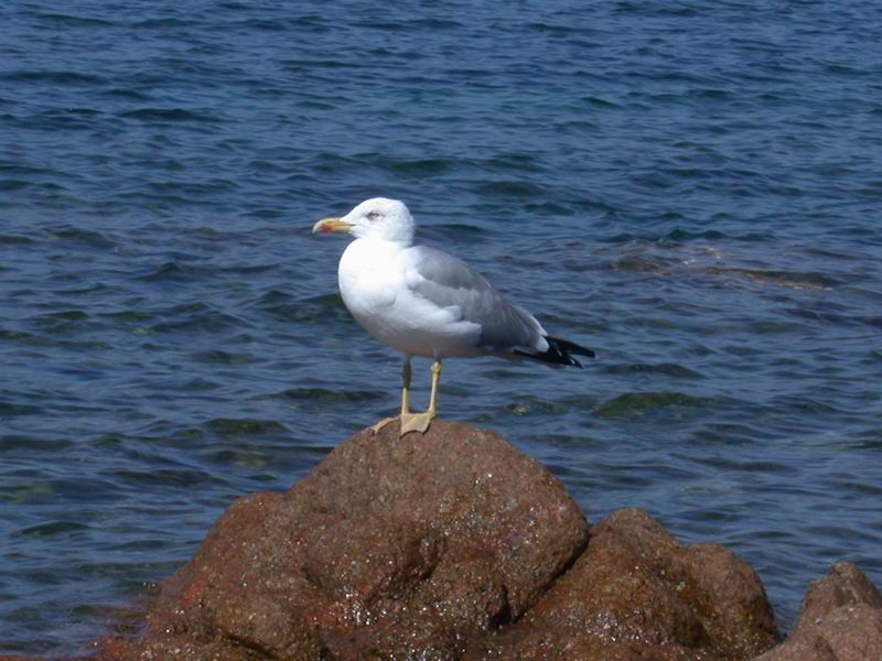 Gabbiano - Larus michahellis